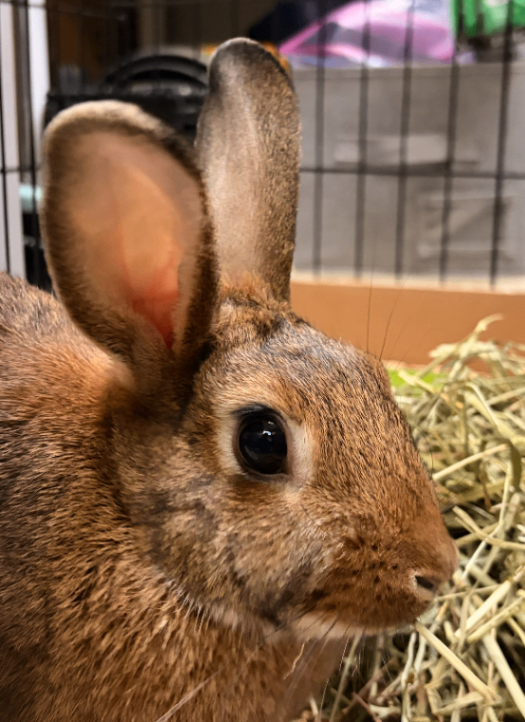 Bell - Rabbit